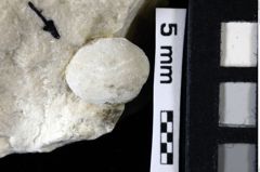 Foto (Detailansicht) von Cyclothyreus sp. (NHMW-GEO-1990-0041-0003)